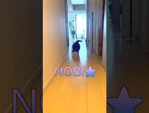 【お出迎え猫】276日目🐯「NOBI♡GORON⭐︎🦭」#お出迎え猫　#お出迎えニャンコシリーズ #NOBI #GORON
