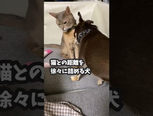 (アビ&チワワ) 猫と犬の距離ゼロ #shorts