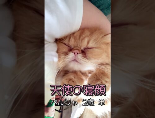 【ペルシャ猫】天使の寝顔