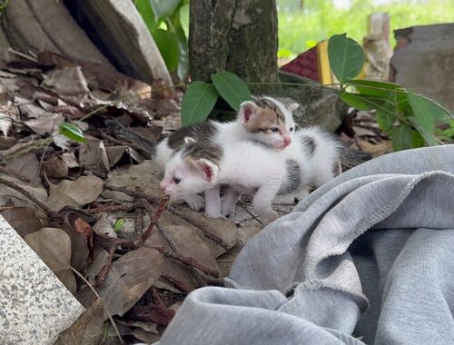 Rescued abandoned newborn kittens crying for their mother | kittens need help