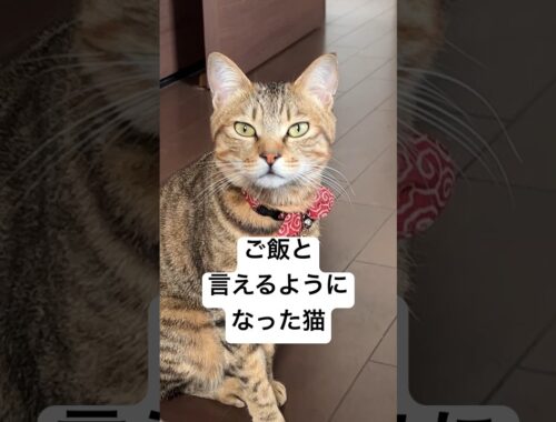 しゃべる猫。#shorts  #ねこ  #猫好き