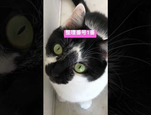 誰に教わったん？社会のルールを熟知する猫たち【Japanese cats are polite！】