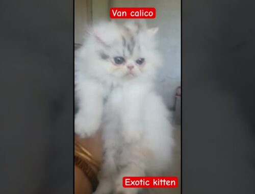 Exotic female kitten || punch face || van calico || extra long coated || #catlover #kitten #cat