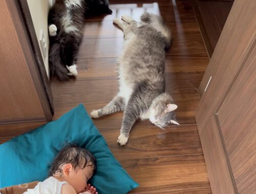 風通しの良い場所で揃ってお昼寝する猫　ラガマフィン　cat taking a nap with everyone
