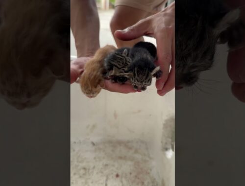 kitten is born #catlover #catvideos #cutecat #cats #cat#shorts