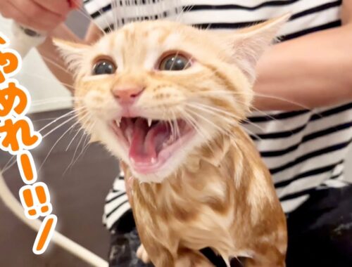 初公開！マンチカンの子猫ちゃーぼーが生まれて初めてお風呂に入ったら【子猫の鳴き声】