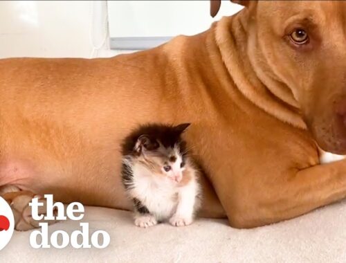 Pittie Is Terrified Of Kittens | The Dodo