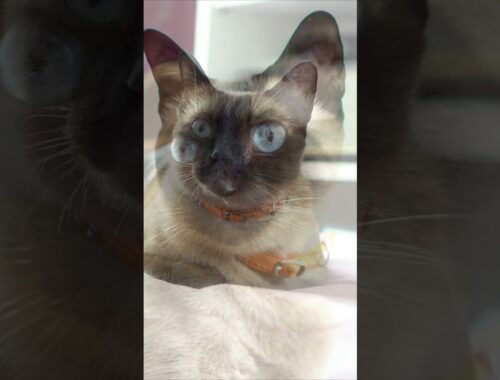 Cute Siamese Cat 😍😍 Cat Meditation