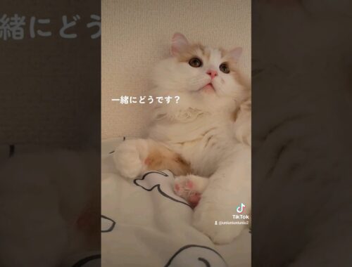 取れそうなほどの肉球愛...? #ラガマフィン #猫動画 #cat #子猫 #shorts