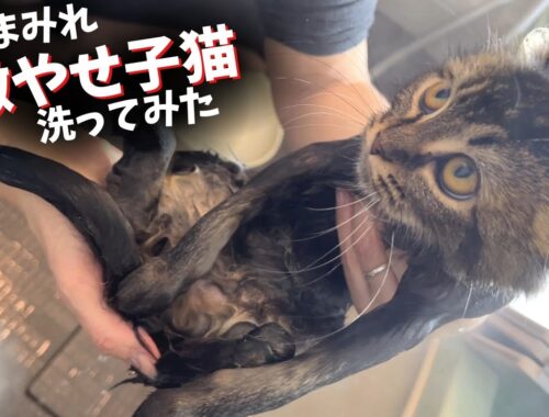 【猫の風呂】臭すぎるガリガリの子猫を洗ったらとんでもない事に
