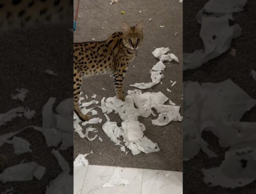 Serval DESTROYED Toilet Paper  #serval #cat