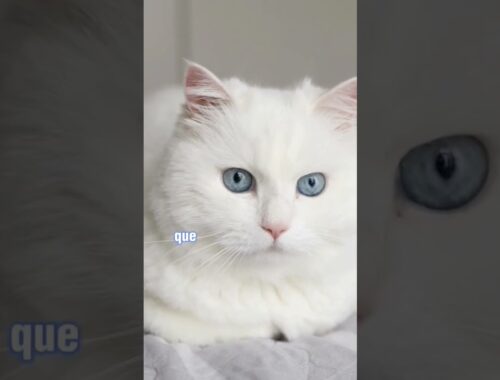 Los gatos blancos son sordos?   #gatos #mininos #gatoblanco