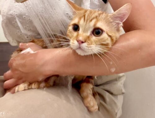 初公開！マンチカンの子猫ちゃびくんの生まれて初めてのお風呂に入ったら【子猫の鳴き声】