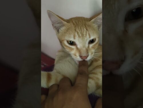 cat biting my finger,  thinks it's a good. brown cat #cats #cutecats #browncat #catsofyoutube