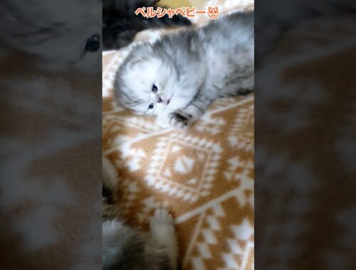ペルシャの赤ちゃん😻横浜 子猫専門ブリーダー「律子の部屋」 #猫のいる暮らし #ペルシャ