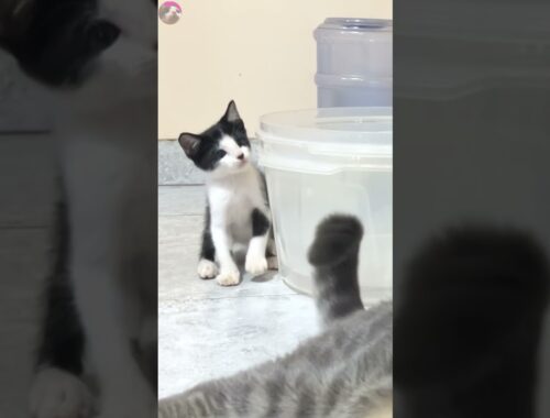 Rescued kitten plays with tail of older cat #shorts