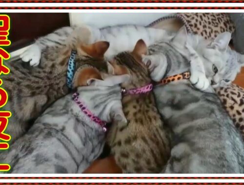 【聖なる夜にオッパイを】ベンガル猫とオシキャットの子猫4匹にゃんこニャンコ【今年1年ありがとうございました。】