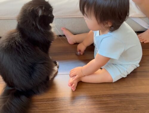 お姉ちゃんと同じように赤ちゃんを遊びに誘う猫　ラガマフィン　cat inviting baby to play