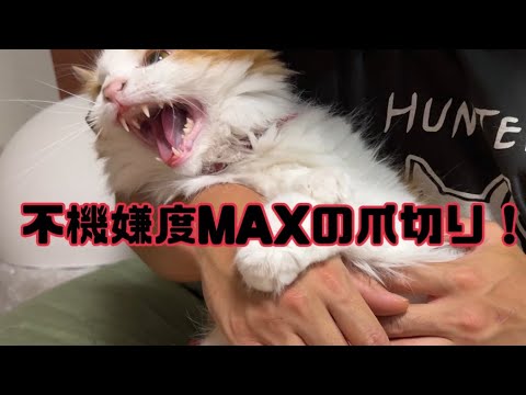 不機嫌度MAXな猫の爪切り【マリー（メインクーン）】
