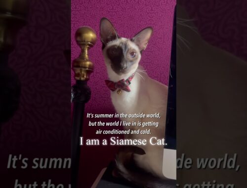 Siamese Cat Carrie - 2023 summer
