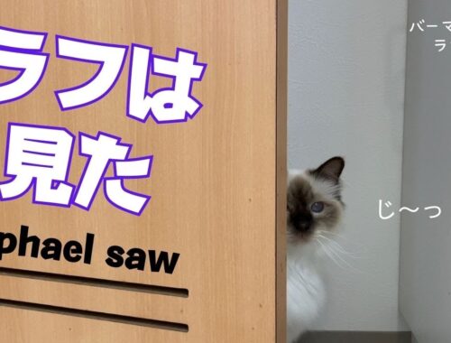 バーマン猫ラフ【ラフは見た】Raphael saw（バーマン猫）Birman/Cat