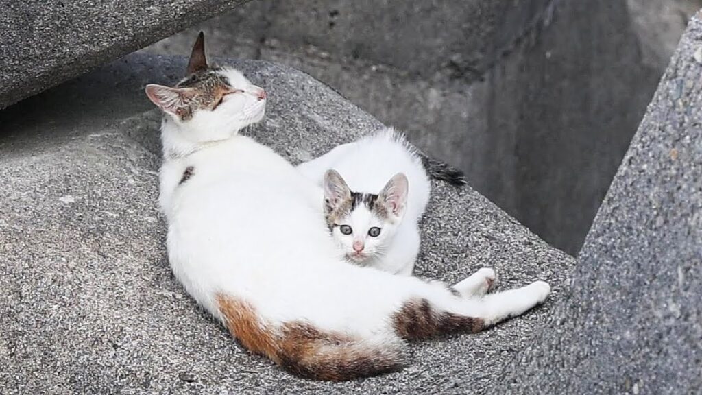 日本の子猫と母猫の授乳 日本の子猫と母猫の授乳
