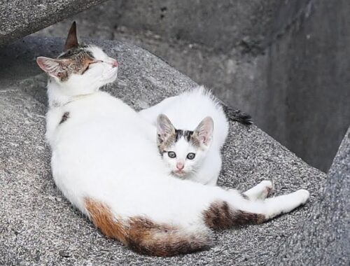 日本の子猫と母猫の授乳