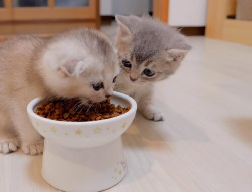 The kitten who got excited about eating dry food for the first time was too cute.