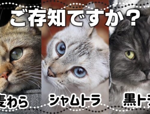 珍しいトラ柄猫3選！麦わら猫・シャムトラ猫・黒トラ猫の特徴や性格