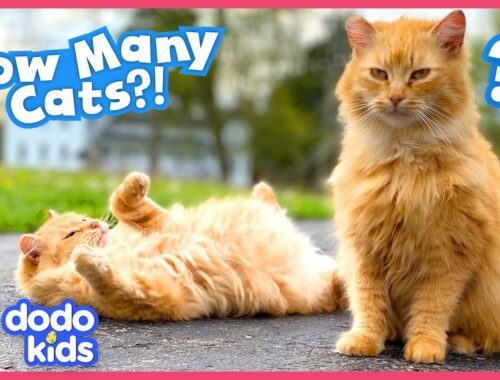 She Saved So Many Cats, She HAD to Build Them Their Own House!!! | Dodo Kids | Rescued!