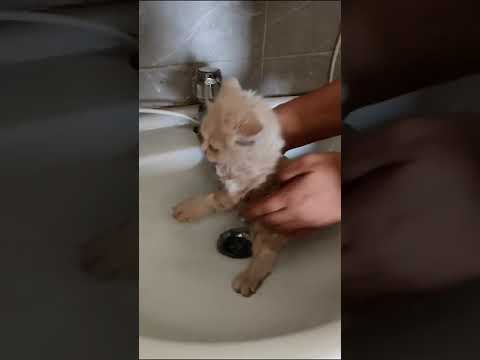 First Bath 🚿. kitten
