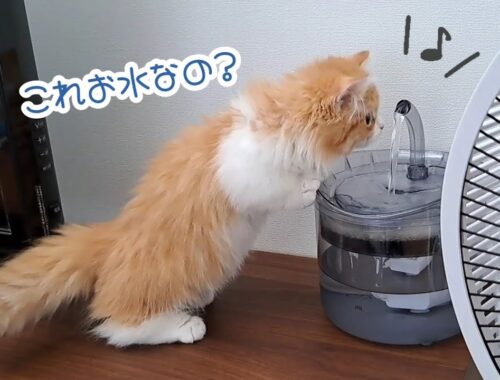 【猫のマンチカン兄弟】初めて自動給水器からお水を飲む子猫が可愛い