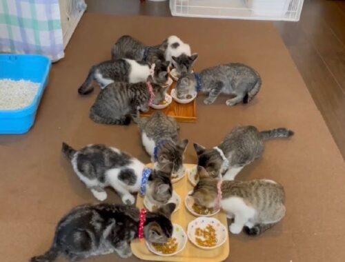 【子猫保育園】総勢11匹の子猫達のランチタイムをご覧ください