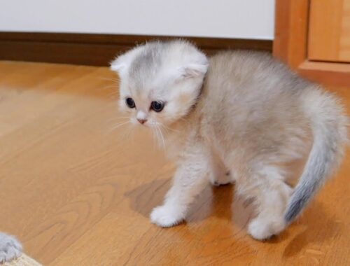 A cute kitten with the weakest intimidating pose in the world.