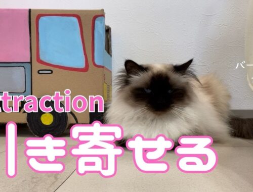 バーマン猫ガブ【引き寄せる】Attraction（バーマン猫）Birman/Cat