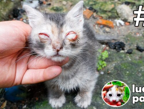 The BLIND KITTEN wants to SEE the MAN who TRIED to SAVE HIM. | Lucky Paws