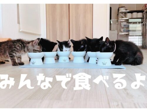 【6子猫ミルボラ】みんなで食べて満足したようです【保護猫生活36～37日目】