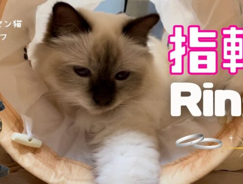 バーマン猫ラフの左手【指輪】Ring（バーマン猫）Birman/Cat