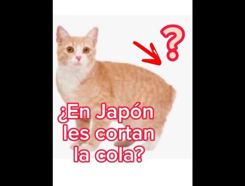 ¿En Japón les cortan la cola a los gatos? #shorts #gatos #michis #cat #suscribete