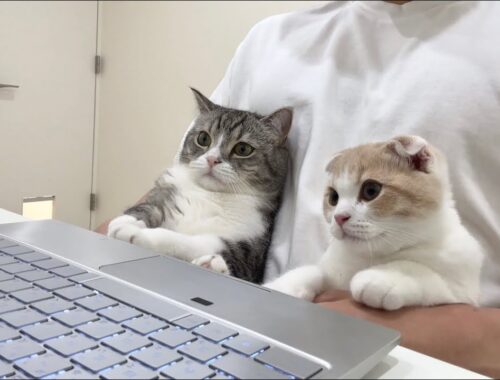 オンラインミーティングに乱入して捕まった猫たちがかわいすぎた…