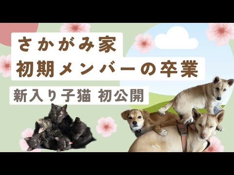 【初公開】初期メンバーあのワンコが卒業！新入り子猫5匹の映像をYouTube初公開！