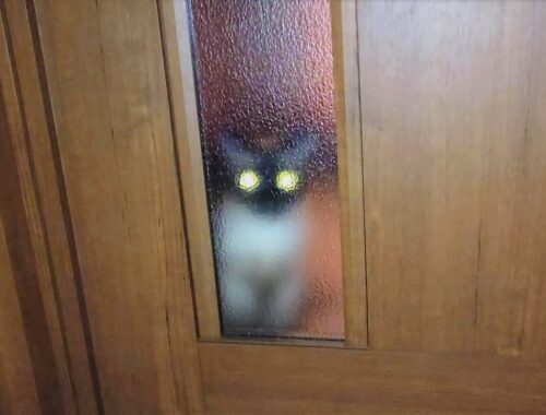 帰宅すると毎夜ここで待機してる猫シャムエ。ドア開けると😙