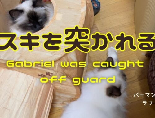 バーマン猫ガブとラフとミカ【スキを突かれる】Gabriel was caught off guard（バーマン猫）Birman/Cat