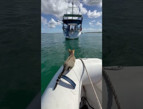 Tora The Explorer, The Sailing BengalX Kitten || ViralHog