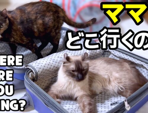 【愛猫達とお別れ２日前】飼い主が日本に行く前の愛猫たちの様子😿