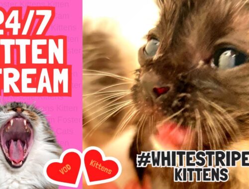 Meet our newest Fosters the White Stripes Kittens - Cute Avalanche Live Stream