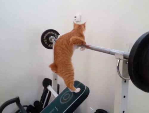 マンクス猫 筋トレ？（Manx cat）Chico 8 month　Workout！