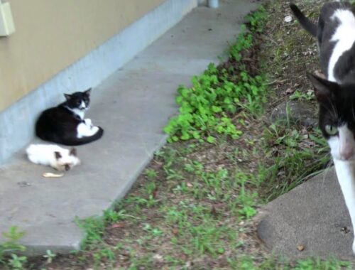 体調が悪くなったシャム子猫を守ってくれた黒白猫と白黒猫