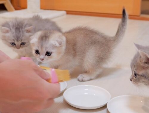 When I gave the kitten a different flavor of dry food, the hidden kitten started making a fuss!