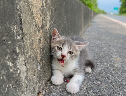 Stray kitten on the highway has a dangerous accident if it is not rescued in time
